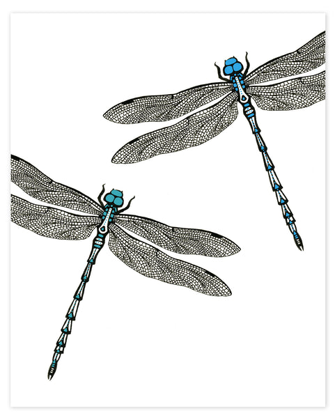 A print of a hand-drawn ink illustration of two dragonflies, one with blue highlights and one with teal accents. Shown on a white background. 